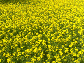 Mustard Plant Grown
